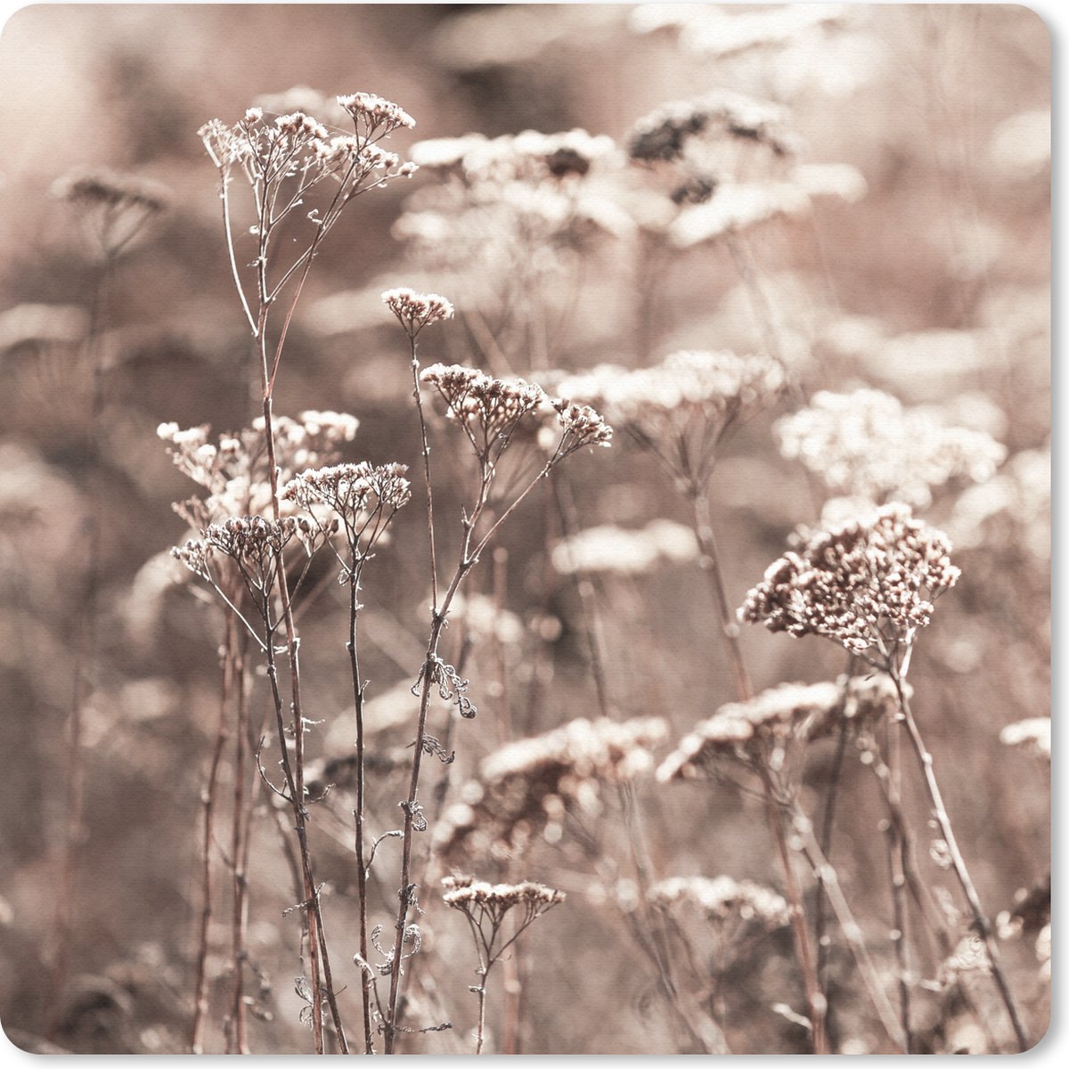 Muismat 30x30 cm - Mousepad Planten - Bloemen - Winter - Sneeuw - Sepia - Muismatten