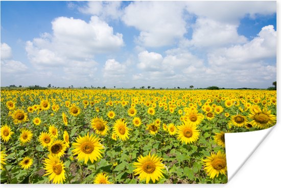 Poster Zonnebloemen - Bloemen - Wolken - Natuur - Geel - Landschap - 120x80 cm