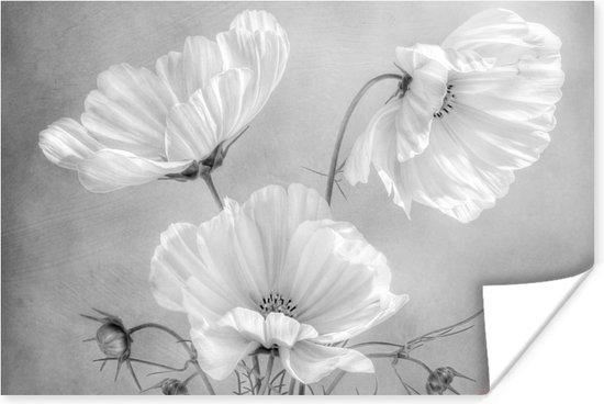 Poster Stilleven - Bloemen - Zwart wit - Klaproos - Botanisch - 180x120 cm XXL