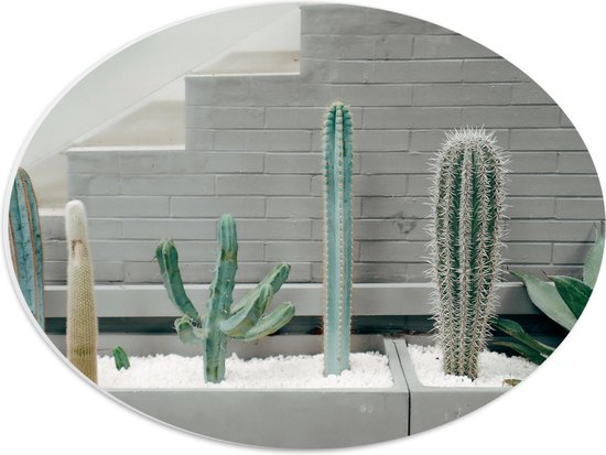 WallClassics - PVC Schuimplaat Ovaal - Cactus Plantenbak - 40x30 cm Foto op Ovaal  (Met Ophangsysteem)