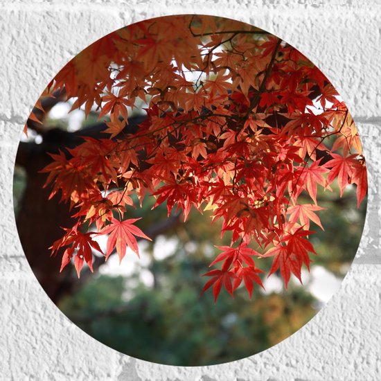 WallClassics - Muursticker Cirkel - Rode Bladeren aan Boom - 20x20 cm Foto op Muursticker