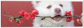 WallClassics - Dibond - Witte Hond met Bloementak - 60x20 cm Foto op Aluminium (Met Ophangsysteem)