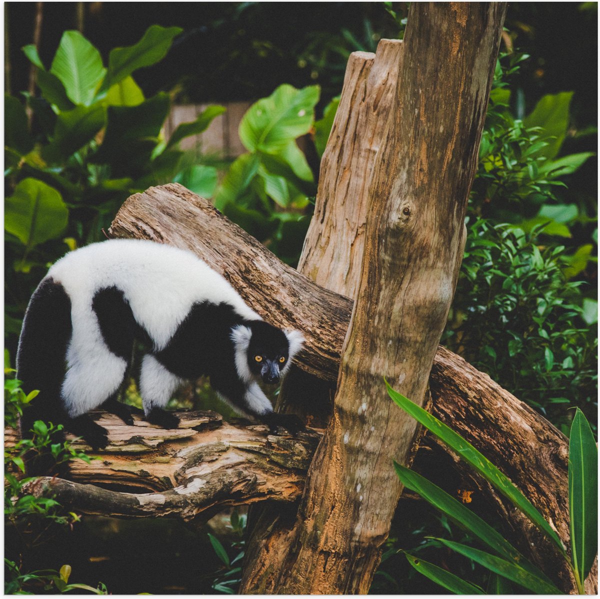 Poster (Mat) - Zwart met Witte Vari op een Boomstam - 100x100 cm Foto op Posterpapier met
