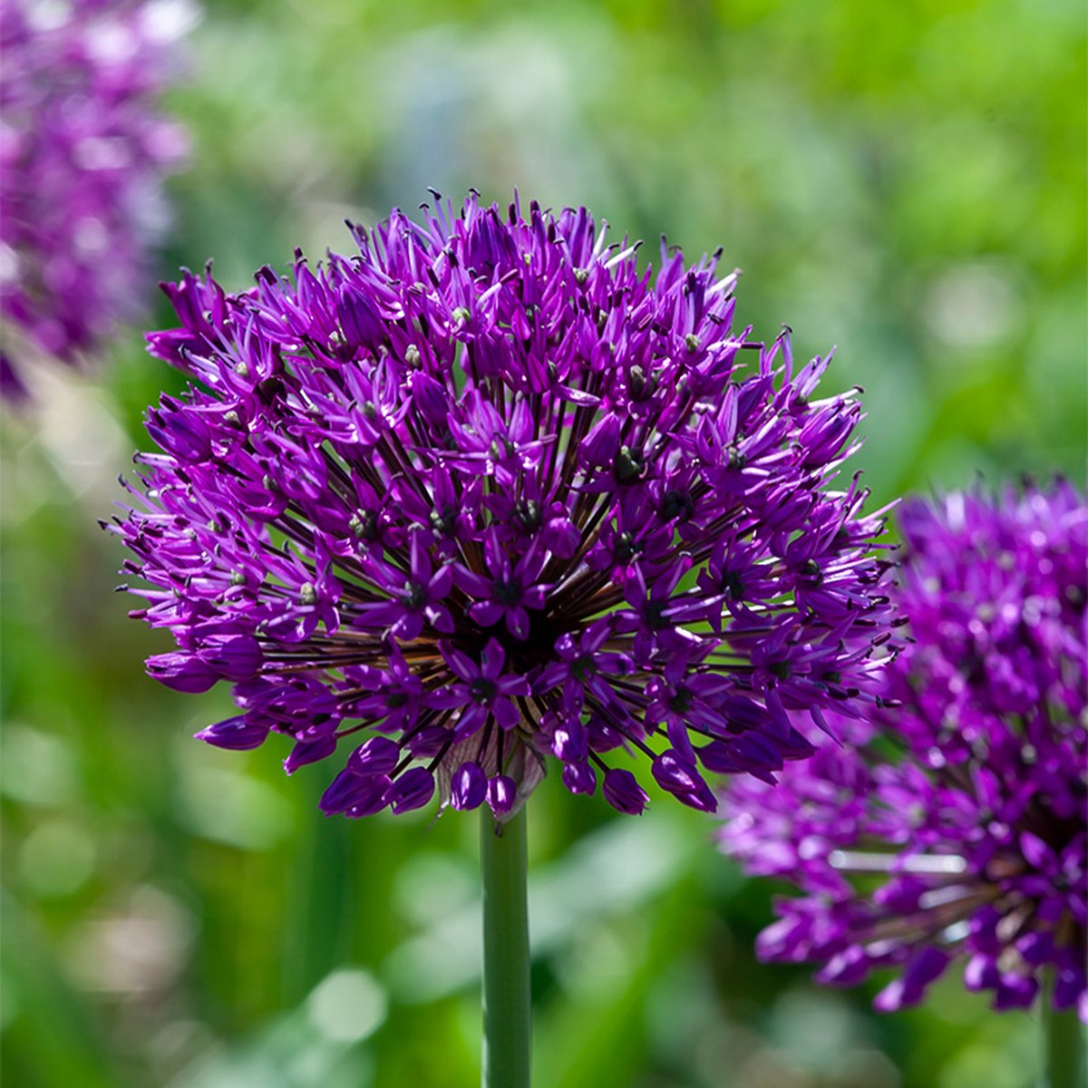 Allium Purple Sensation | 10 stuks | Paars | Sierui Bollen