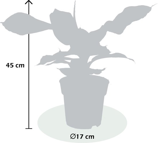 Musa Oriental Dwarf Kamerplant - Hoogte 25cm - 12cm