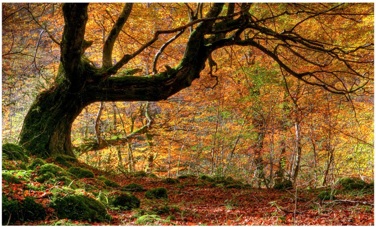 Fotobehang - Herfst, bos en bladeren.