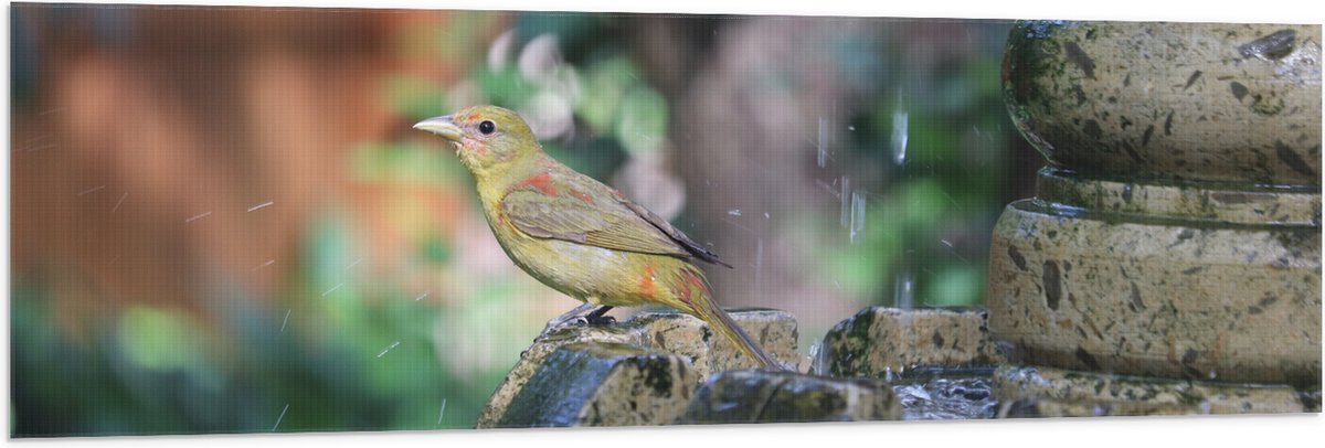 Vlag - Gele Tangare Vogel bij een Fontein - 150x50 cm Foto op Polyester Vlag