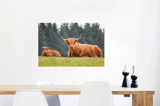 Une mère et son veau Poster Highlander écossais 60x40 cm - Tirage photo sur Poster (décoration murale salon / chambre) / Poster Animaux sauvages