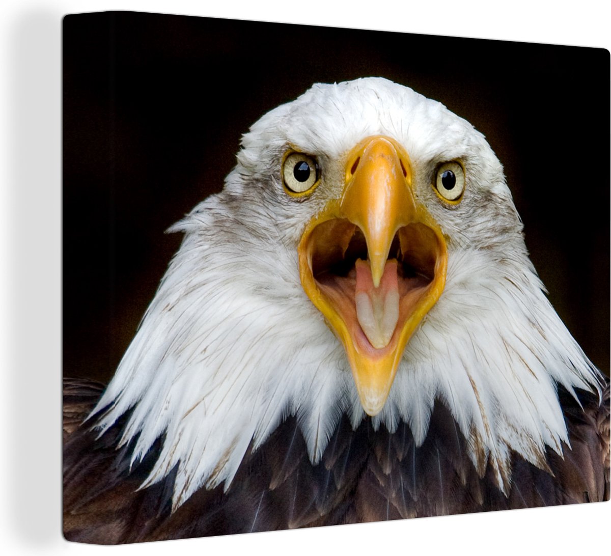 Canvas Schilderij Een vooraanzicht van een Amerikaanse zeearend - 80x60 cm - Wanddecoratie op Prijzenvolger.com
