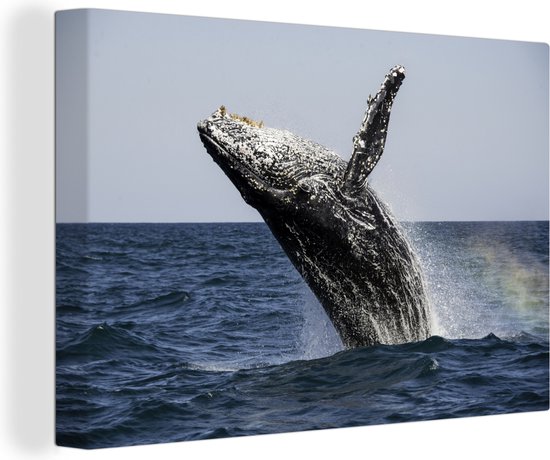 Springende walvis met regenboog Canvas 30x20 cm - Foto print op Canvas schilderij (Wanddecoratie)
