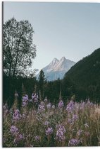 WallClassics - Dibond - Roze Bloesemtakken in Berggebied - 50x75 cm Foto op Aluminium (Met Ophangsysteem)