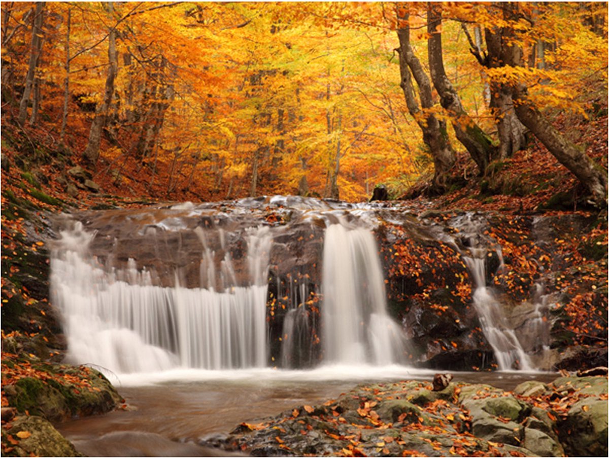 Fotobehang - Autumn landscape : waterfall in forest.