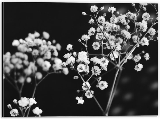 WallClassics - Dibond - Kleine Bloementak in Zwart-wit - 40x30 cm Foto op Aluminium (Met Ophangsysteem)