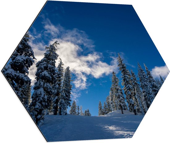 WallClassics - Dibond Hexagon - Hoge Smalle Bomen in de Sneeuw met Zon - 80x69.6 cm Foto op Hexagon (Met Ophangsysteem)