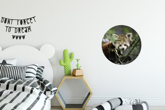 Bébé panda rouge entre les branches cercle mural en aluminium ⌀ 30 cm - impression photo sur cercle mural / cercle vivant / cercle de jardin (décoration murale)
