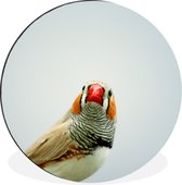 Un Zebra Finch sur fond blanc Cercle mural aluminium ⌀ 60 cm - impression photo sur cercle mural / cercle vivant / cercle jardin (décoration murale)