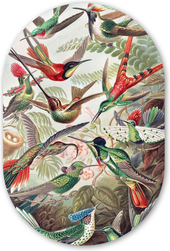 Muurovaal - Wandovaal - Kunststof Wanddecoratie - Ovalen Schilderij - Kolibrie - Vintage - Ernst Haeckel - Vogel - Kunst - Natuur - 80x120 cm - Ovale spiegel vorm op kunststof