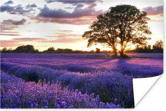 Poster Lavendelvelden in Engeland tijdens zonsondergang - 180x120 cm XXL