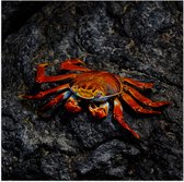 WallClassics - Poster Glanzend – Rode Krab op een Steen - 50x50 cm Foto op Posterpapier met Glanzende Afwerking
