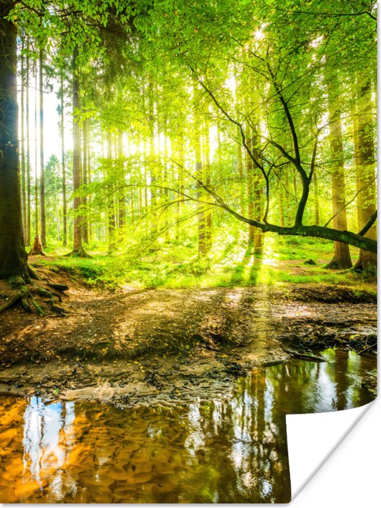Poster Forêt - Paysage - Water - Arbres - Soleil - Vert - Nature - 120x160  cm XXL | bol