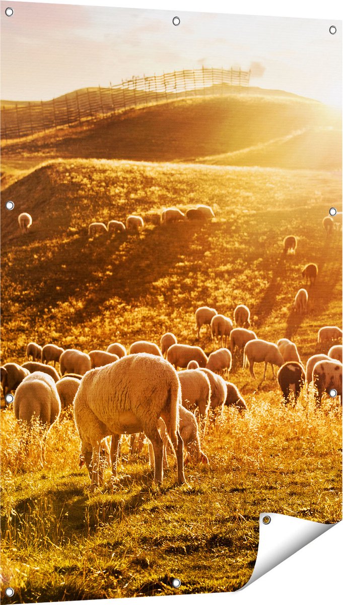 Gards Tuinposter Schapen in de Heuvels bij Zonsondergang - 80x120 cm - Tuindoek - Tuindecoratie - Wanddecoratie buiten - Tuinschilderij Multikleur