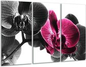 Glasschilderij Orchidee - Zwart, Wit, Roze - 120x80cm 3Luik - Foto Op Glas - Geen Acrylglas Schilderij - GroepArt 6000+ Glas Art Collectie - Maatwerk Mogelijk