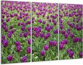 Peinture sur verre tulipes | Violet vert | 120x80cm 3 Liège | Tirage photo sur verre |  F002616