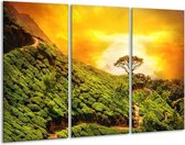 Glasschilderij Natuur - Groen, Oranje, Geel - 120x80cm 3Luik - Foto Op Glas - Geen Acrylglas Schilderij - GroepArt 6000+ Glas Art Collectie - Maatwerk Mogelijk