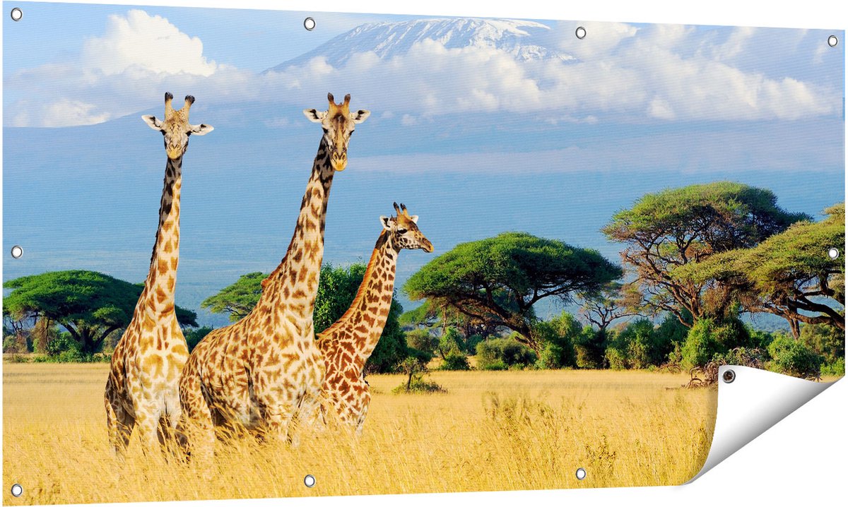 Gards Tuinposter Drie Giraffes in de Savanne - 140x70 cm - Tuindoek - Tuindecoratie - Wanddecoratie buiten - Tuinschilderij Multikleur