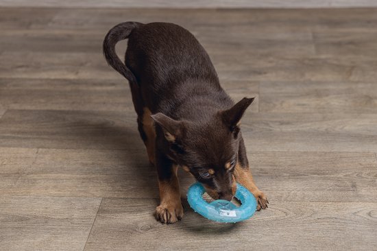 Bruine puppy met bruine accenten kauwt op een blauw speeltje.