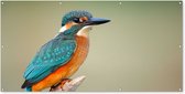 Tuinposter - Vogels - IJsvogel - Takken - Bomen - Blauw - Oranje - 200x100 cm - Wanddecoratie buiten - Schuttingposter - Tuindecoratie - Tuindoek - Buitenposter
