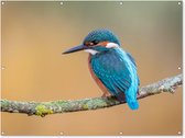 Tuinposter - Vogels - IJsvogel - Dieren - Takken - Natuur - 160x120 cm - Tuinposters - Wanddecoratie - Tuindecoratie - Tuindoek