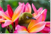 Tuinposter vogels - Bloemen - Bloemblaadjes - Roze - Natuur - Tropisch - Portret - Tuindoek - Tuindecoratie - Schutting decoratie - Schuttingdoek - 90x60 cm - Tuinschilderij voor buiten - Tuin