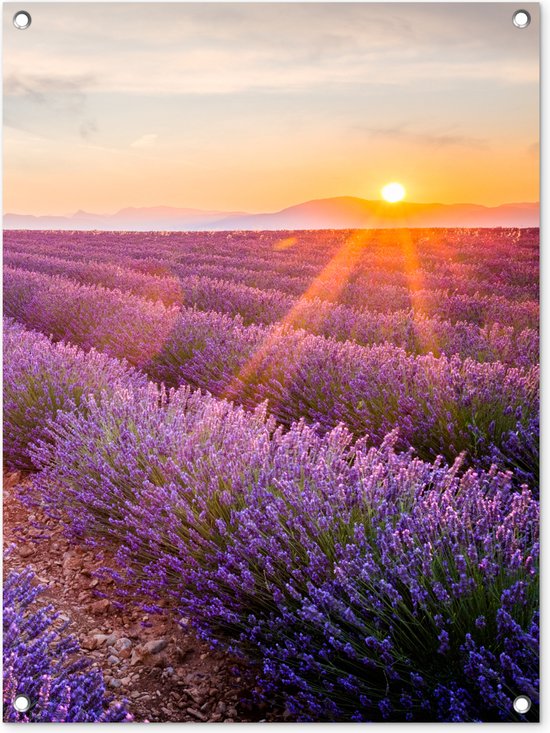 Tuinposter lavendel - Zonsondergang - Bloemen - Natuur - Paars - Tuindoek - Schuttingdoek - Tuinschilderij voor buiten - Schutting decoratie - 60x80 cm - Tuindecoratie - Tuin - Buitenposter