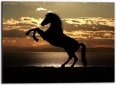 Dibond - Silhouet van Stijgend Paard aan de Kust tijdens Zonsondergang - 40x30 cm Foto op Aluminium (Met Ophangsysteem)