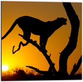 Dibond - Silhouet van Luipaard op Tak tijdens Feloranje Zonsondergang - 50x50 cm Foto op Aluminium (Met Ophangsysteem)