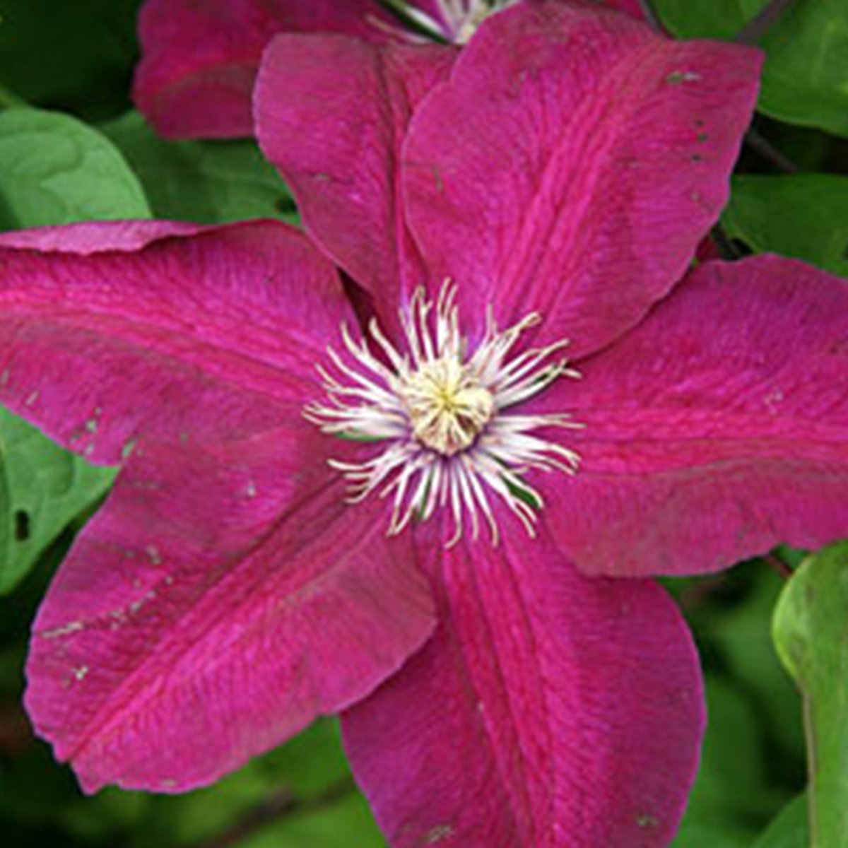 Clematis 'Rouge Cardinal' - Bosrank - 50-60 cm in pot: Klimplant met fluweelachtige, donkerrode bloemen in de zomer.