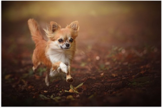 Poster Glanzend – Vrolijke Bruine Chihuahua Hond rennend door het Bos - 105x70 cm Foto op Posterpapier met Glanzende Afwerking