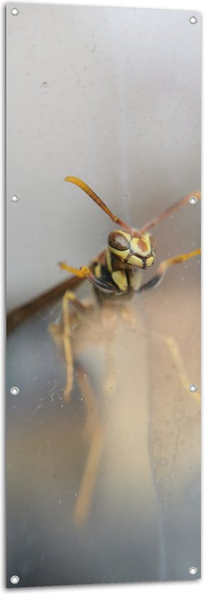 Tuinposter – Wesp tegen Glas - 50x150 cm Foto op Tuinposter (wanddecoratie voor buiten en binnen)