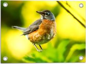 Tuinposter – Opzijkijkende Roodborstlijster Vogel tussen de Felgroene Bladeren - 40x30 cm Foto op Tuinposter (wanddecoratie voor buiten en binnen)