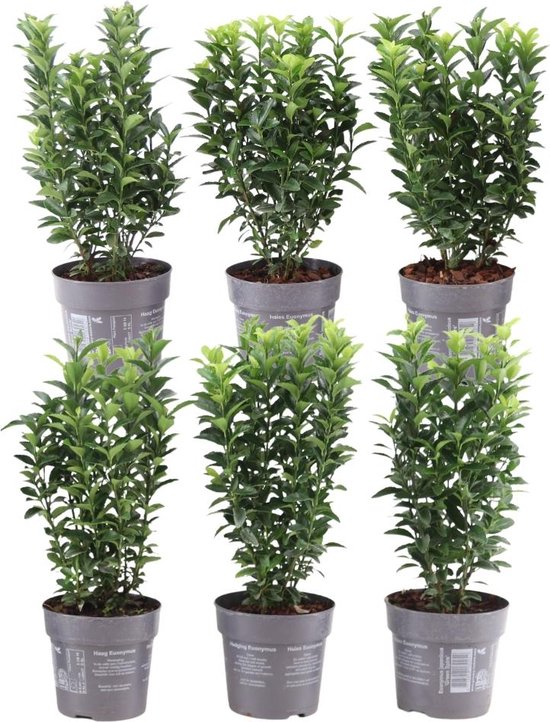 Foto: Plants by frank 1 strekkende meter groene kardinaalsmuts heg 6x euonymus japonicus green spire 12 cm 20 cm winterharde haagplanten groenblijvende haag tuinplanten planten