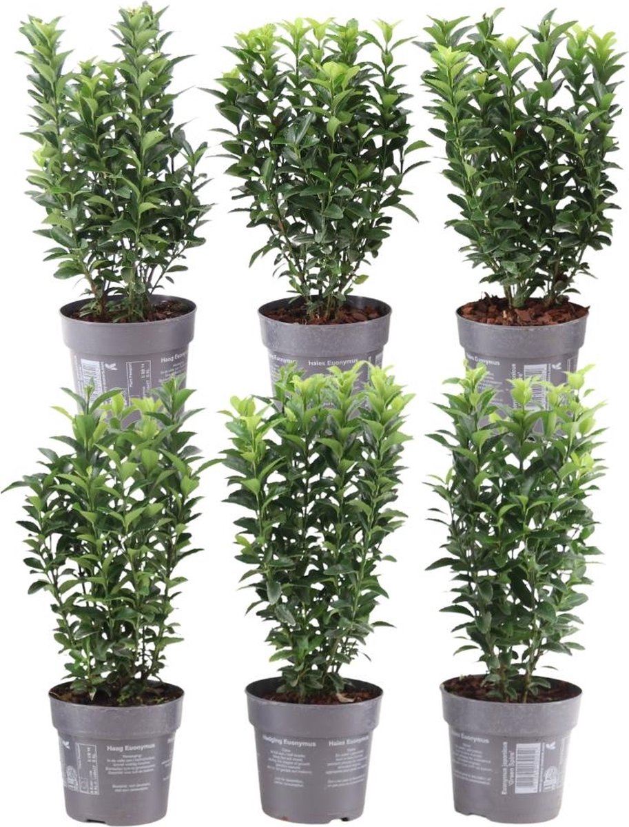 Plants by Frank | 1 strekkende meter Groene Kardinaalsmuts heg | 6x Euonymus japonicus 'Green Spire' Ø12 cm - 20 cm | winterharde haagplanten | Groenblijvende haag | Tuinplanten | Planten