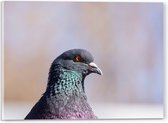 Acrylglas - Kop van Opzijkijkende Stadsduif - 40x30 cm Foto op Acrylglas (Met Ophangsysteem)