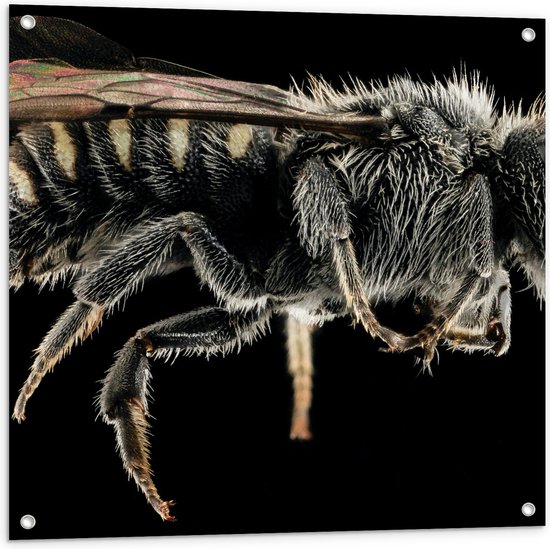 Tuinposter – Zijaanzicht van Vlieg tegen Zwarte Achtergrond - 80x80 cm Foto op Tuinposter (wanddecoratie voor buiten en binnen)