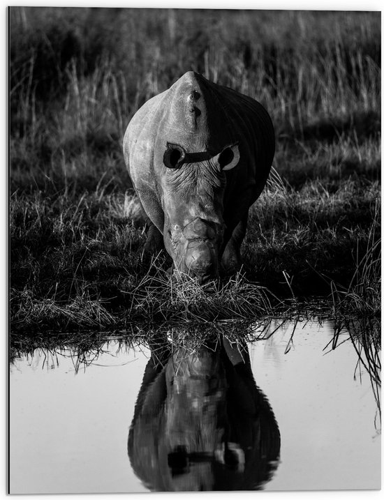 Dibond - Vooraanzicht van Neushoorn drinkend uit Meer met Weerspiegeling (Zwart- wit) - 60x80 cm Foto op Aluminium (Wanddecoratie van metaal)