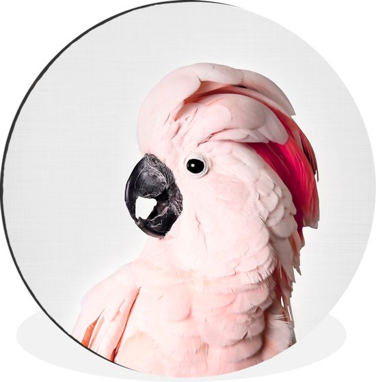WallCircle - Wandcirkel - Muurcirkel - Kaketoe - Roze - Dieren - Natuur - Aluminium - Dibond - 60x60 cm - Binnen en Buiten