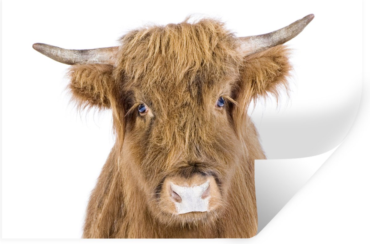 Muurstickers - Sticker Folie - Schotse hooglander - Dieren - Bruin - Natuur - 60x40 cm - P