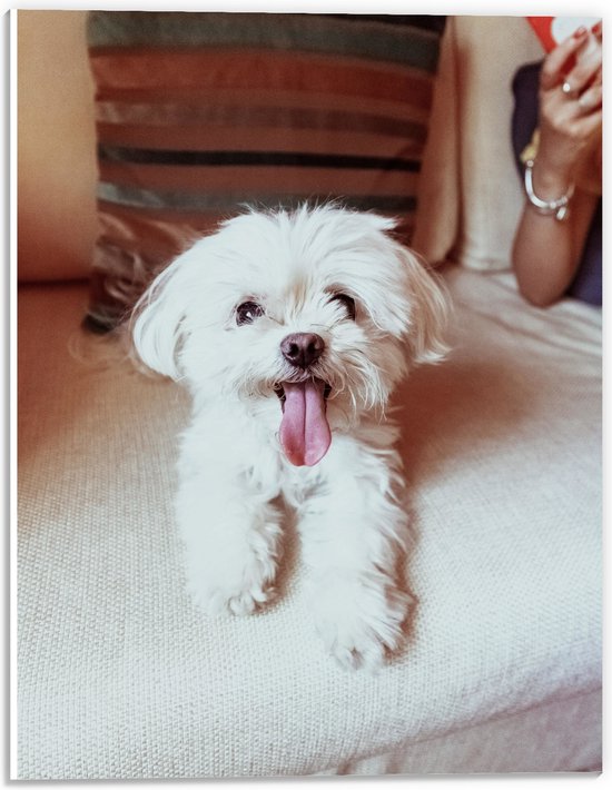 PVC Schuimplaat - Witte Malteser Hond met Uitstekende Tong op Beige Bank - 30x40 cm Foto op PVC Schuimplaat (Met Ophangsysteem)