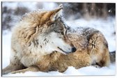 Dibond - Omkijkende Bruine Wolf liggend in Besneeuwd Bos - 60x40 cm Foto op Aluminium (Wanddecoratie van metaal)