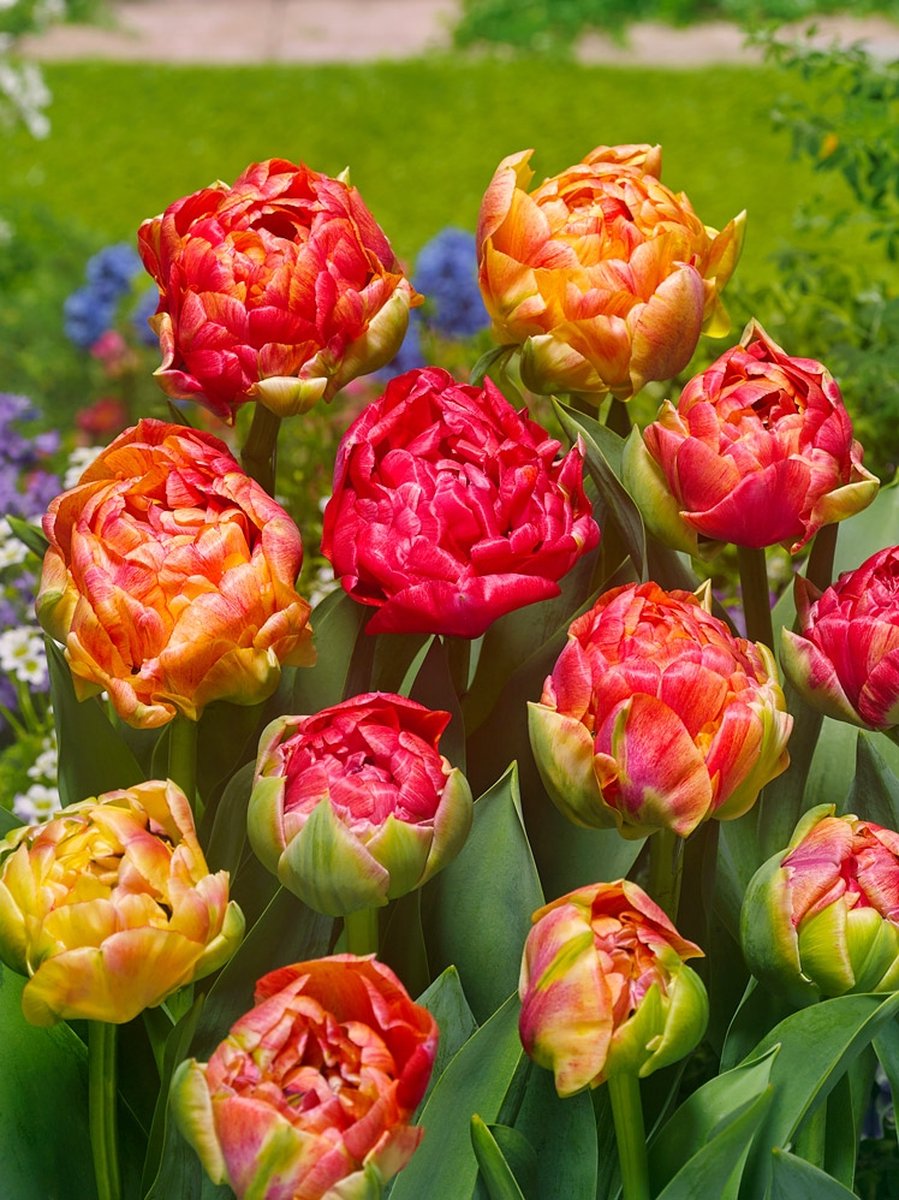 200x Tulpen 'Gudoshnik double' - BULBi® Bloembollen met bloeigarantie